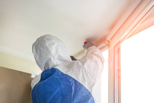 Best Environmental Consulting for Mold Prevention  in Chillum, MD