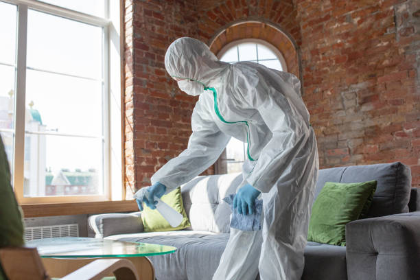 Best Attic Mold Removal  in Chillum, MD